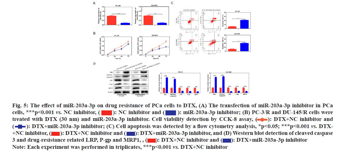 IJPS-transfection