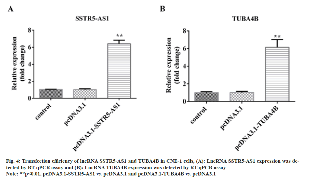 IJPS-transfection