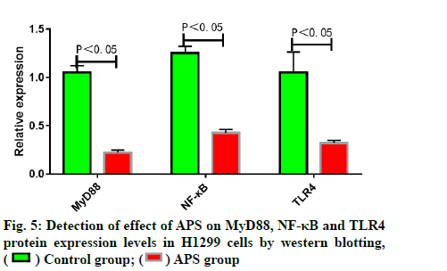 IJPS-western-blotting