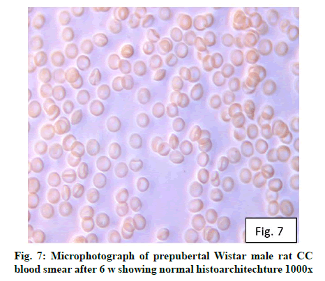 IJPS-wistar-male