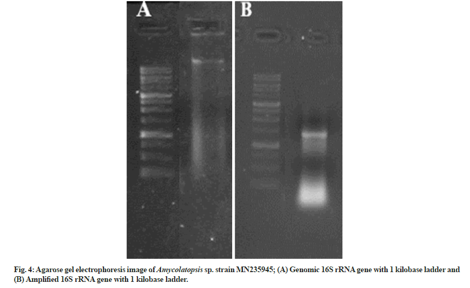 Agarose