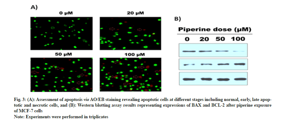 apoptosis