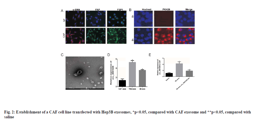 transfected