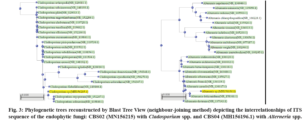 ijps-Phylogenetic