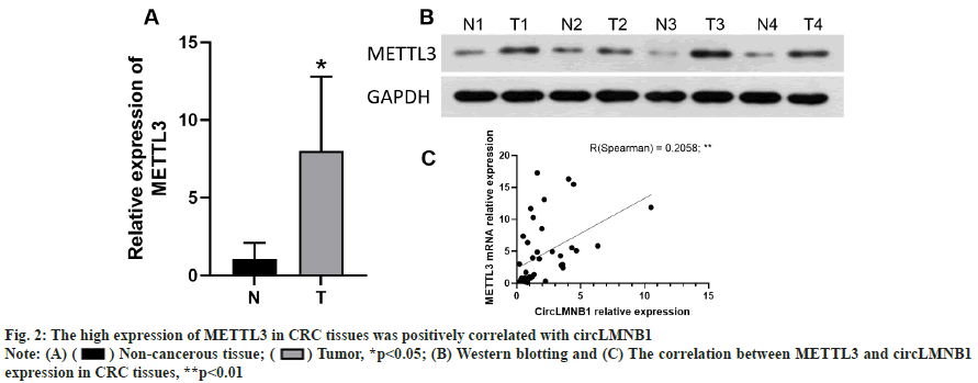 ijps-tissues