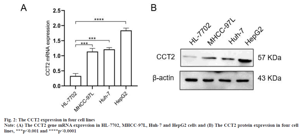 CCT2