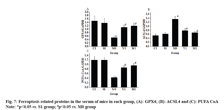 IJPS-Ferroptosis