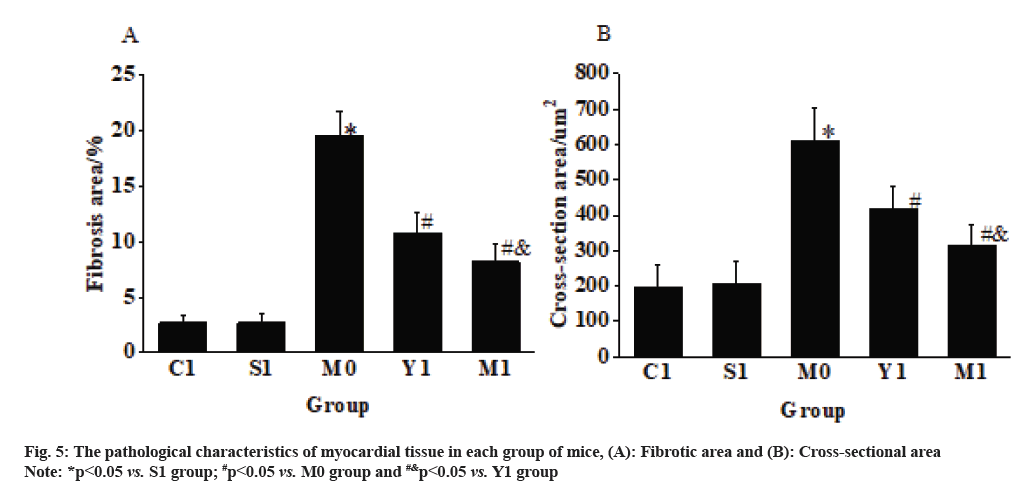 IJPS-Fibrotic