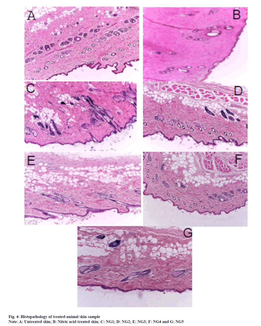 IJPS-Histopathology