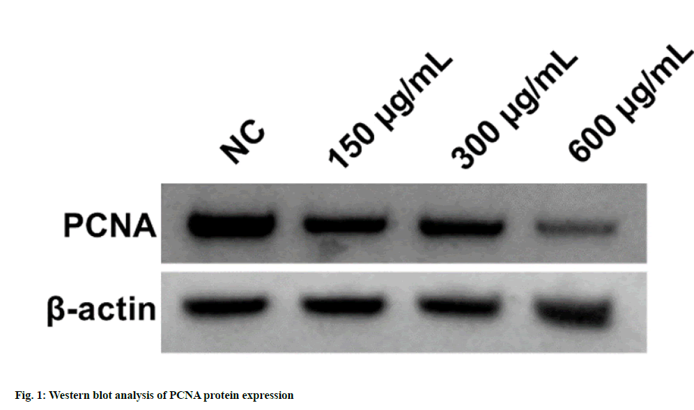 IJPS-PCNA