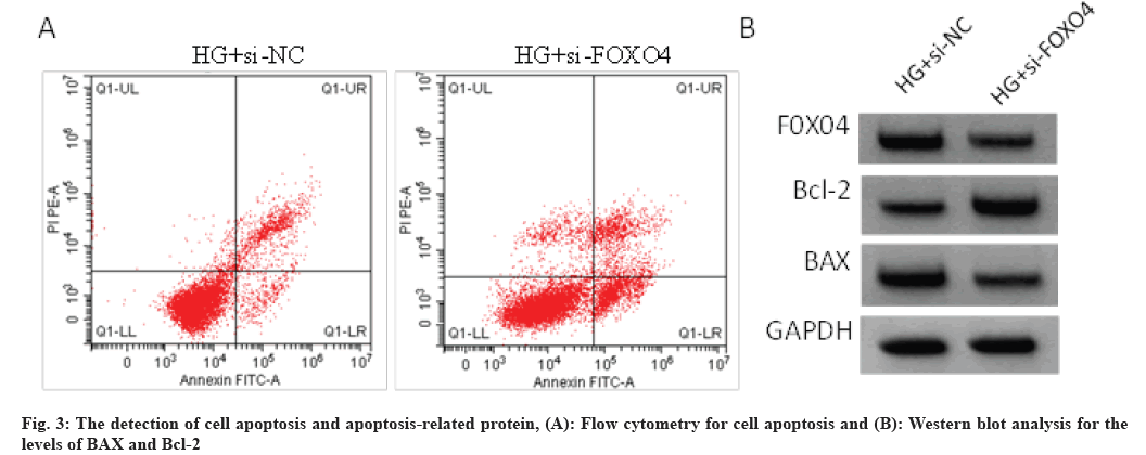 IJPS-apoptosis