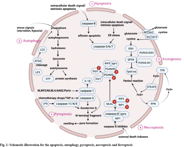 IJPS-apoptosis