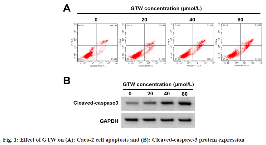 apoptosis