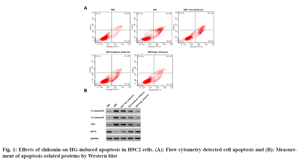 IJPS-apoptosis