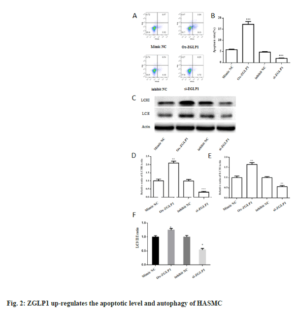 IJPS-apoptotic