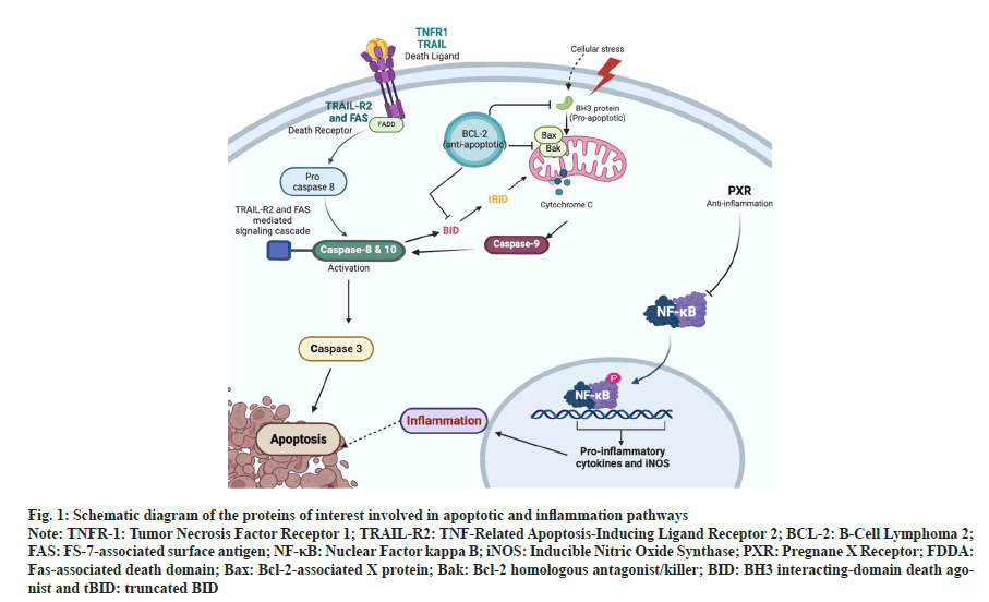 IJPS-apoptotic