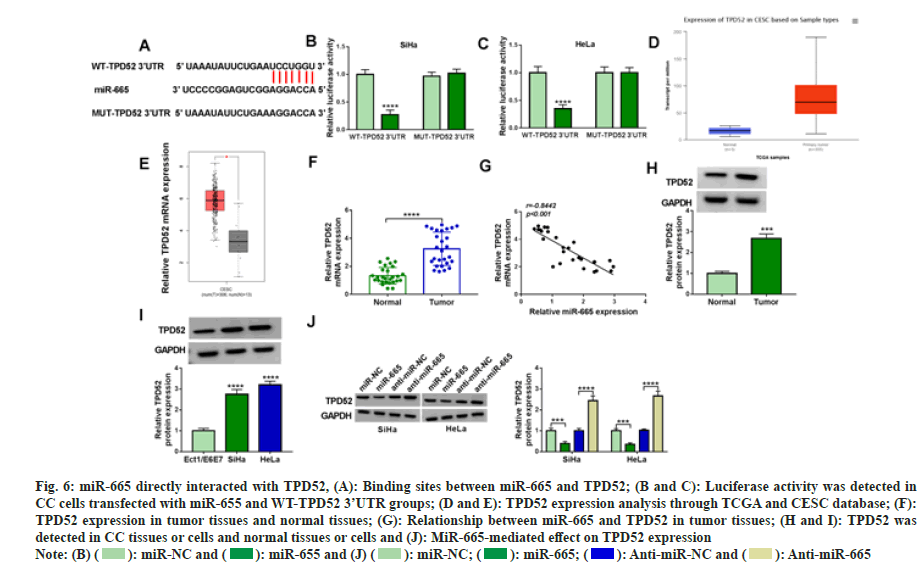 IJPS-binding