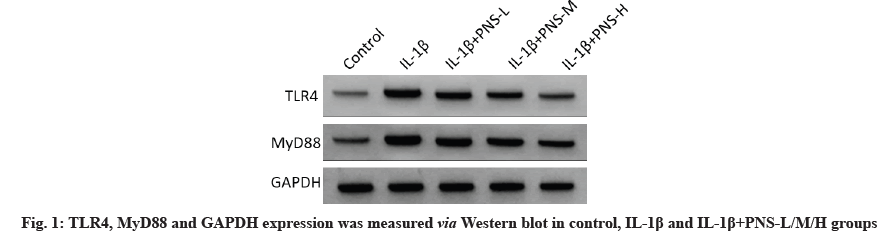 IJPS-blot