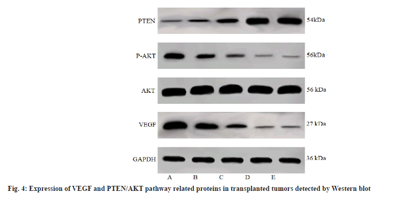 IJPS-blot