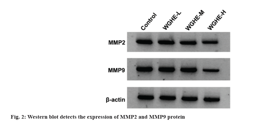 IJPS-blot