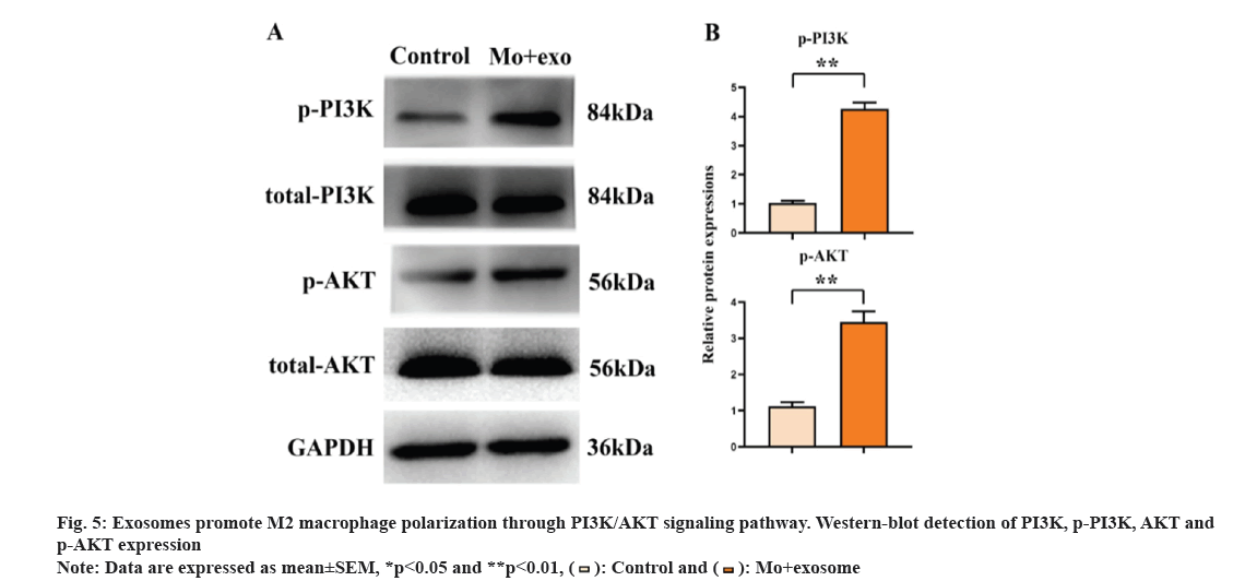 IJPS-blot