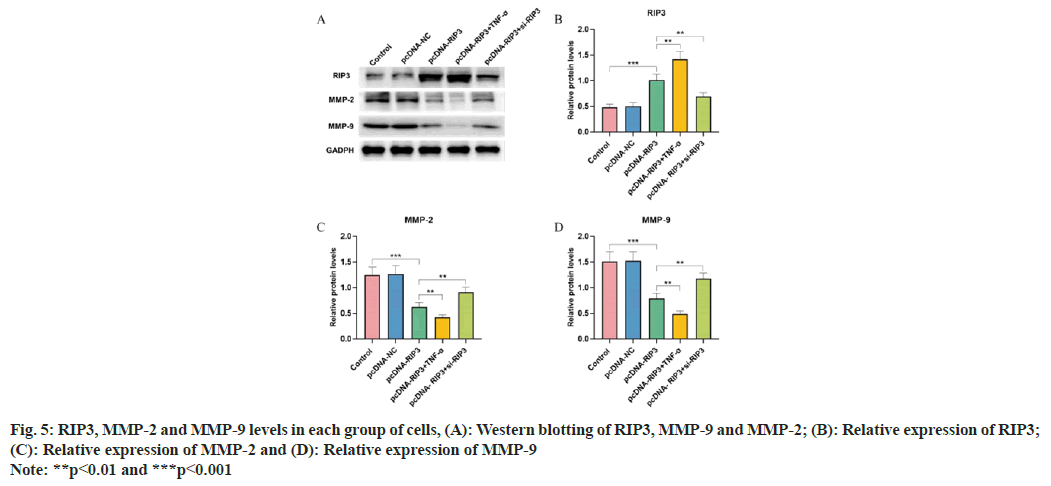 IJPS-blotting