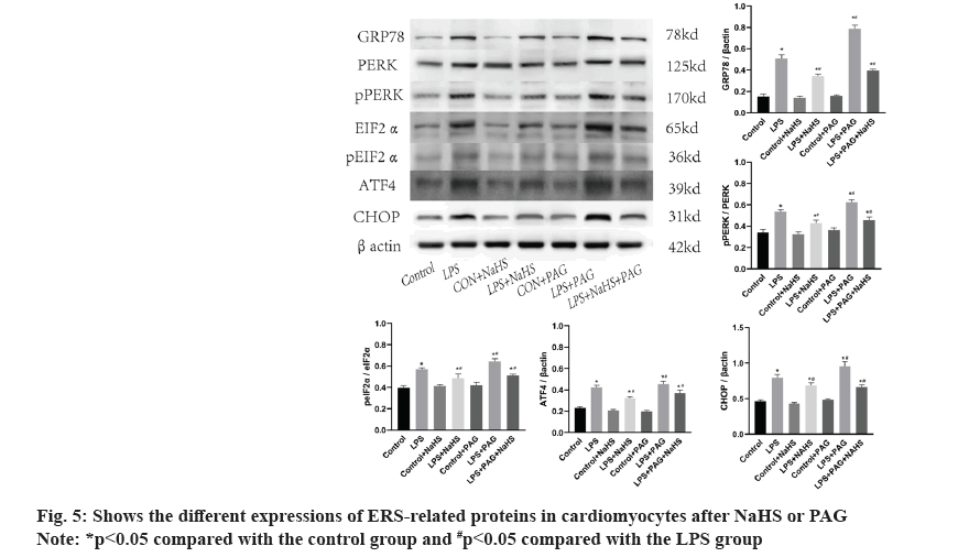 IJPS-cardiomyocytes