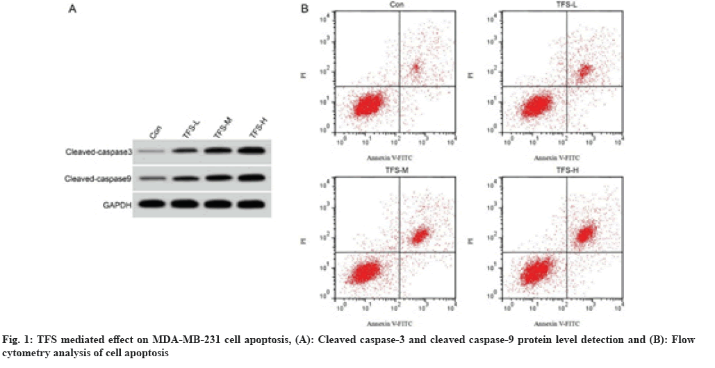 IJPS-caspase