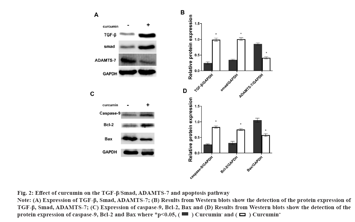 IJPS-curcumin