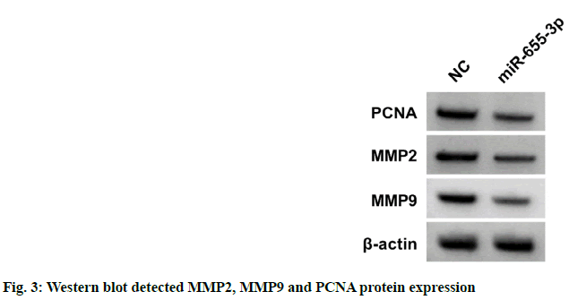 IJPS-expression