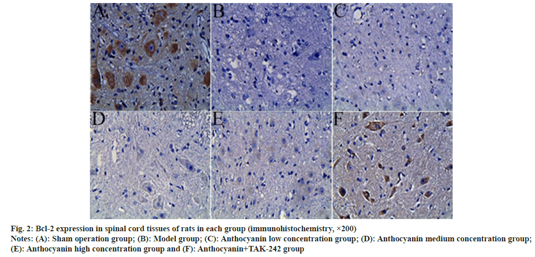 IJPS-expression