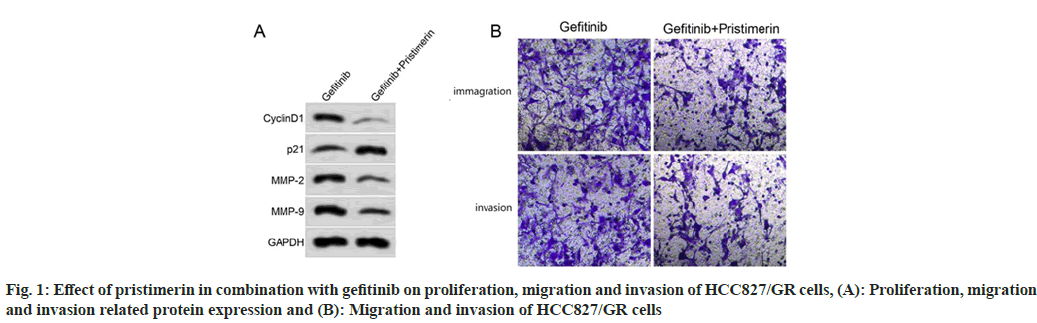 IJPS-gefitinib