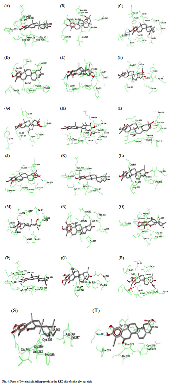 glycoprotein