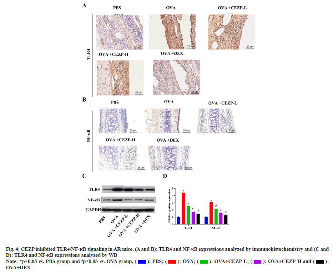 immunohistochemistry