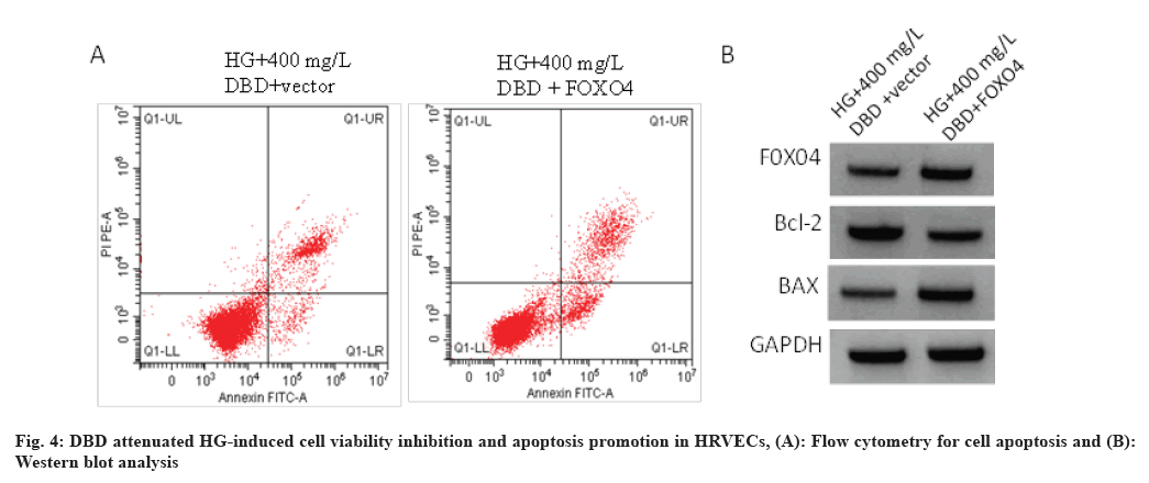 IJPS-inhibition