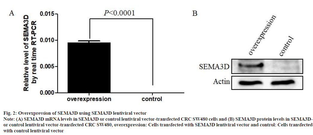 IJPS-lentiviral