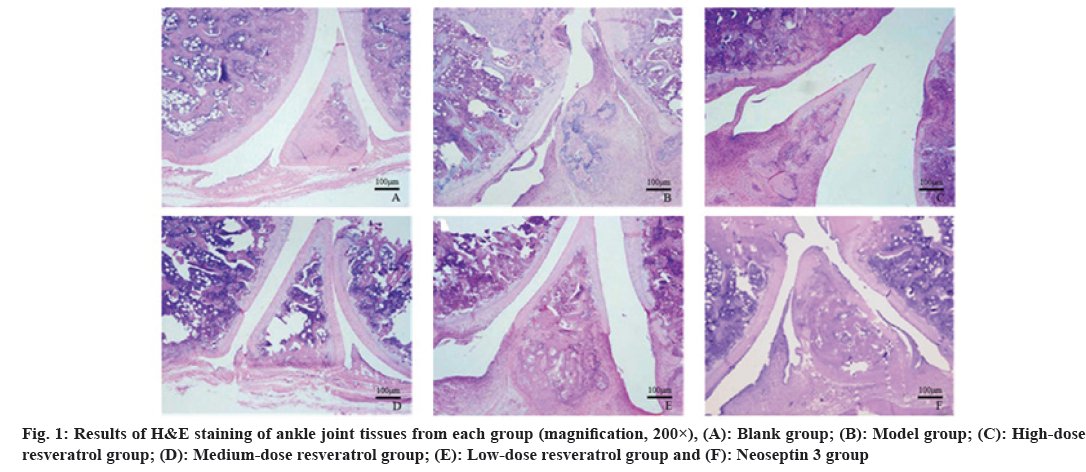 IJPS-magnification