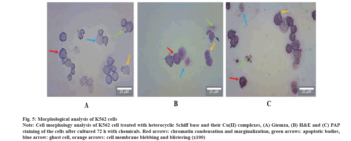 IJPS-morphology