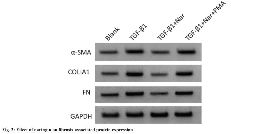 IJPS-naringin