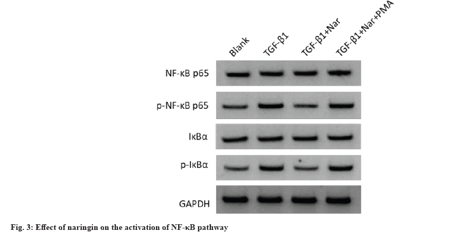 IJPS-naringin