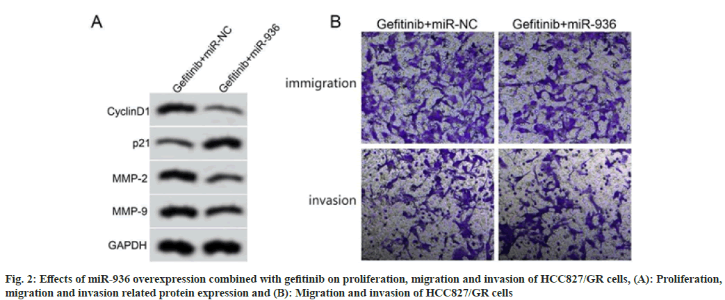 IJPS-overexpression