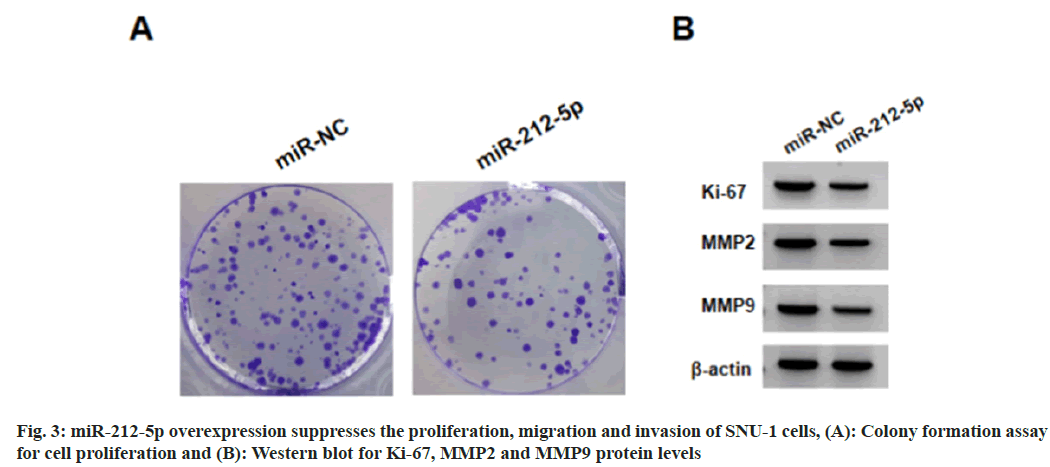 IJPS-overexpression