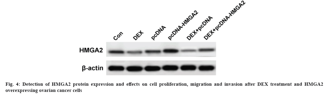 IJPS-proliferation