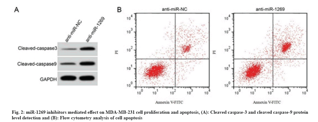 IJPS-proliferation