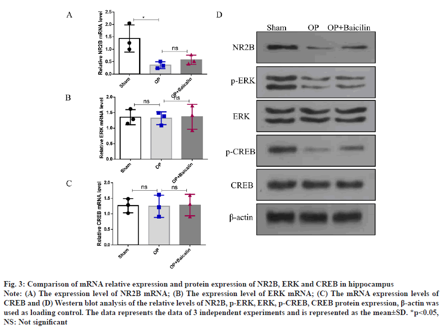 IJPS-protein