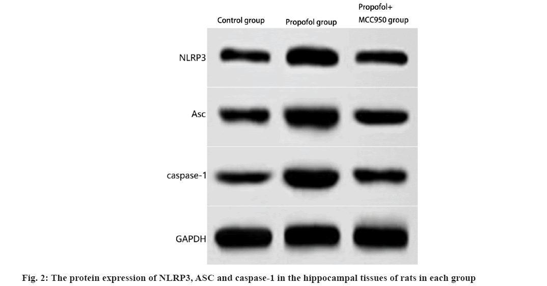 IJPS-protein