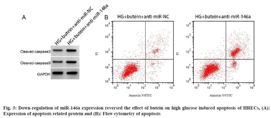 IJPS-protein