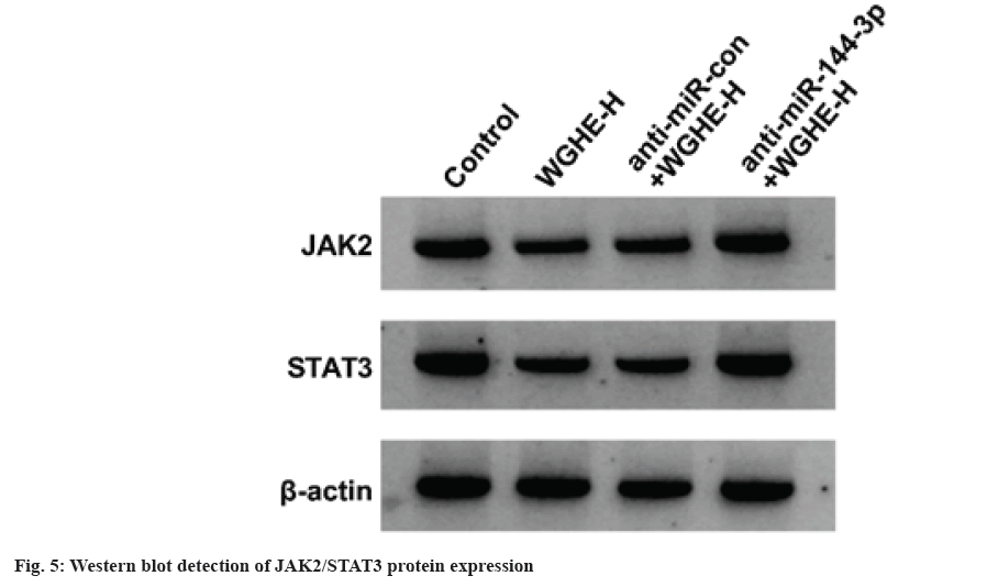 IJPS-protein