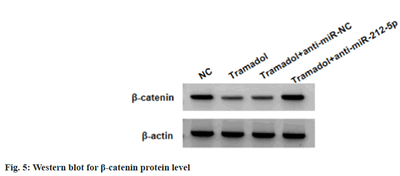 IJPS-protein