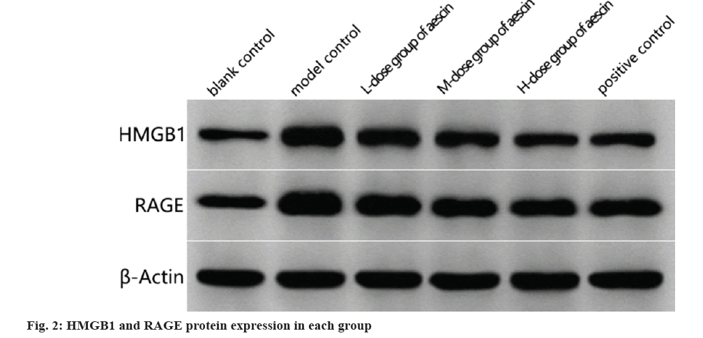 IJPS-protein